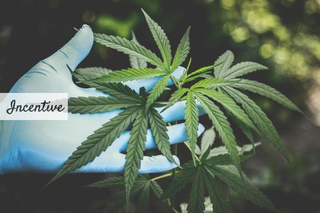CBD para fumar