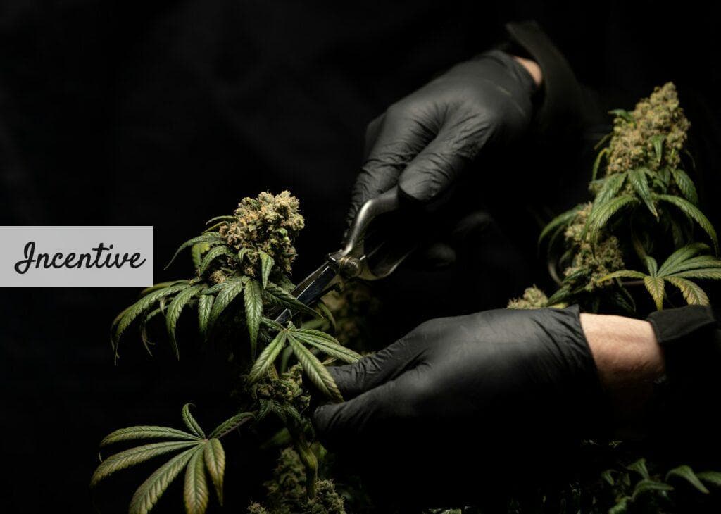CBD para fumar: el ritual que relaja sin colocarte 