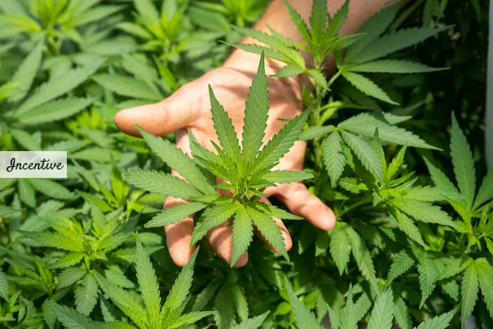 CBD para fumar: el ritual que relaja sin colocarte demasiado