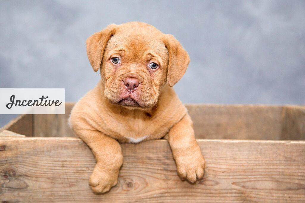 adoptar a un perro