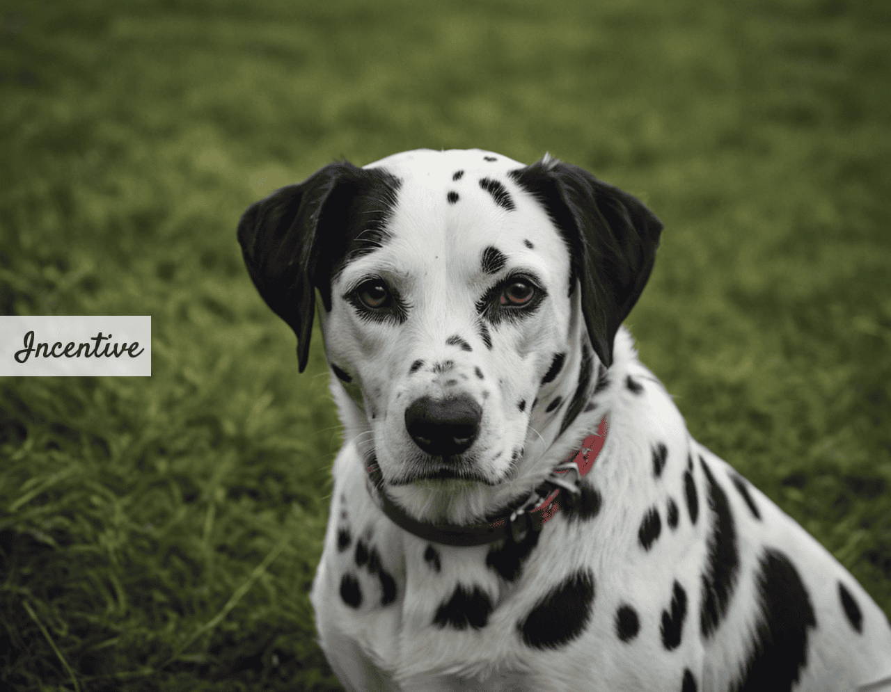 adoptar a dalmata